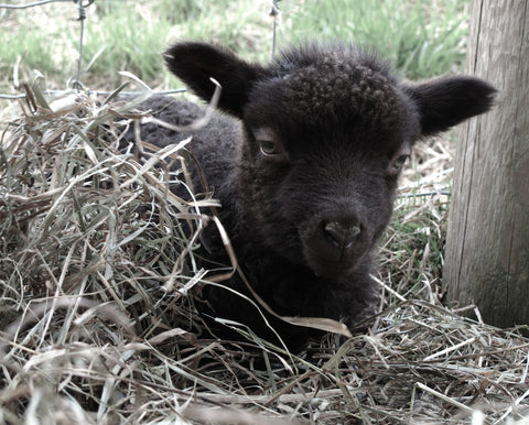 "Sleepy Sheep" Photograph